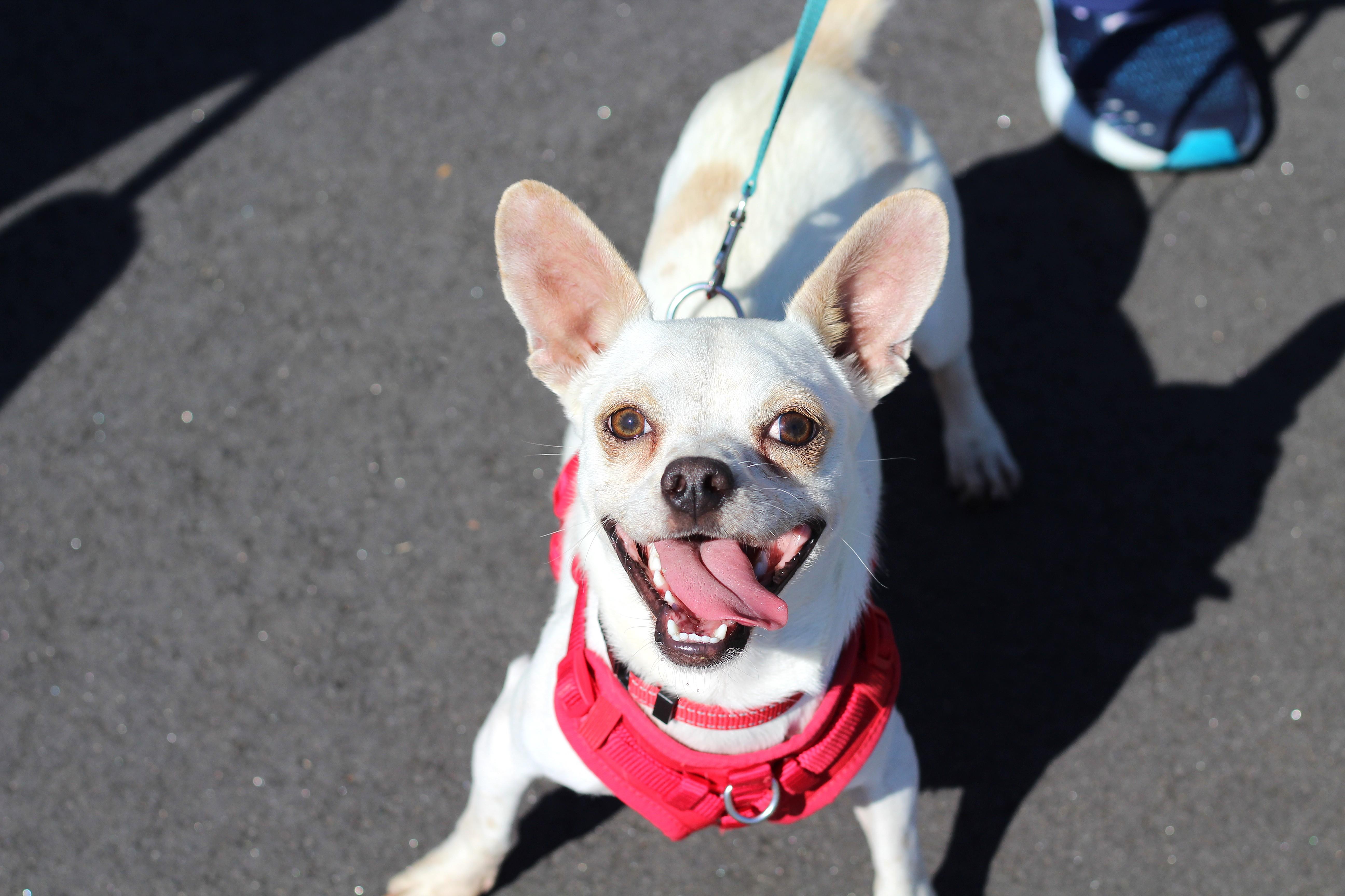 Ashby, a Adoptable Chihuahua in Clayton, NC image 2/6