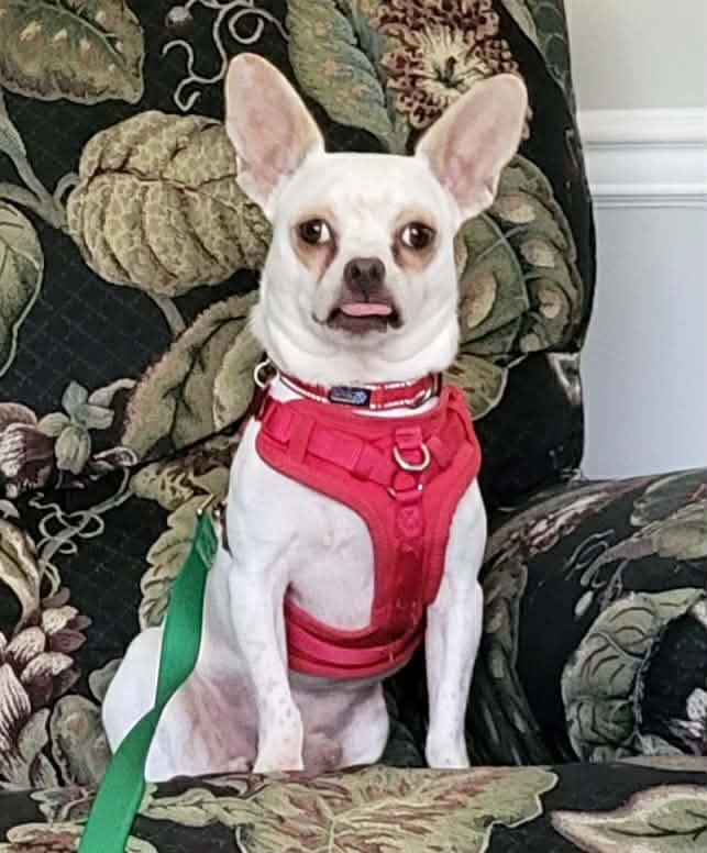 Ashby - IN FOSTER HOME - AVAILABLE TO ADOPT, a Adoptable Chihuahua in Clayton, NC image 2/6