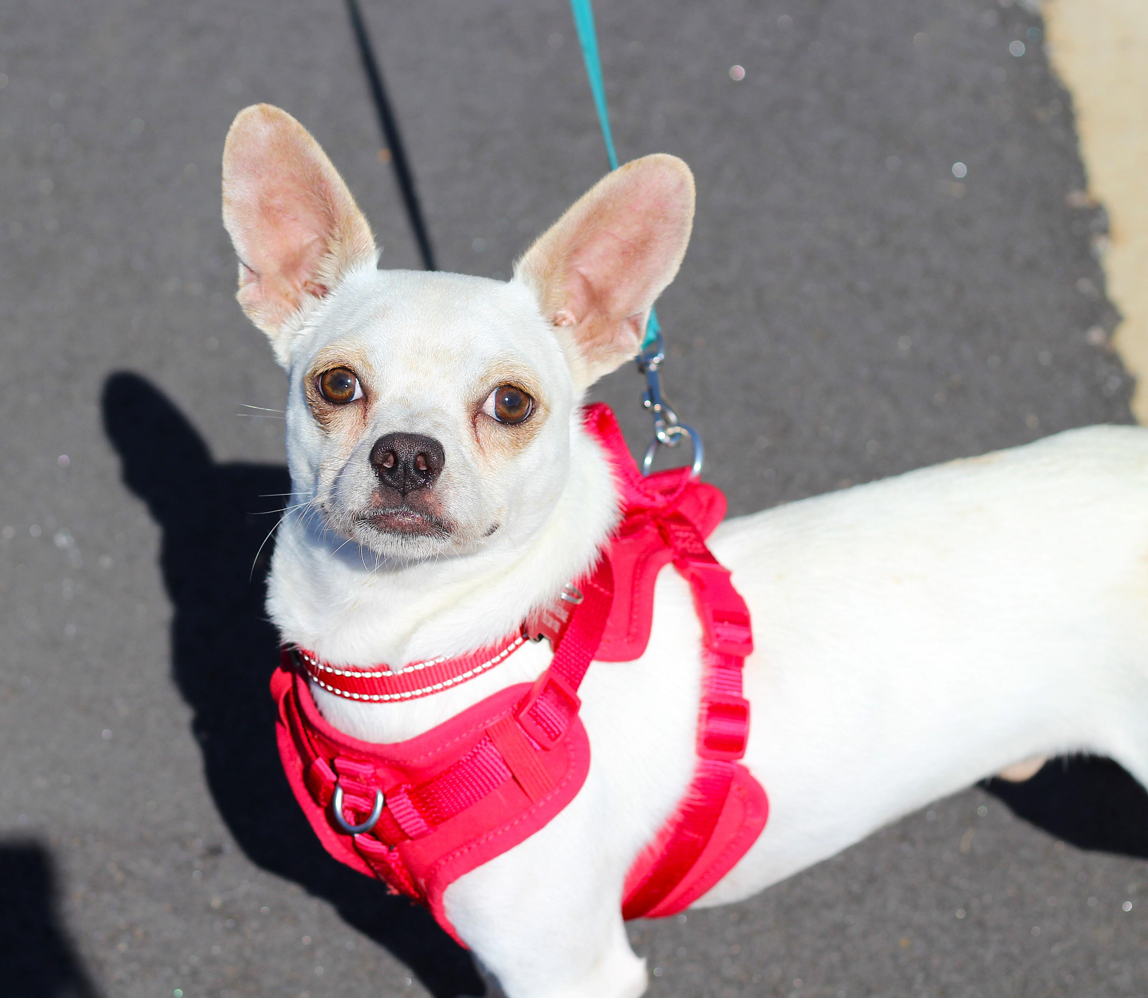 Ashby, a Adoptable Chihuahua in Clayton, NC image 3/6