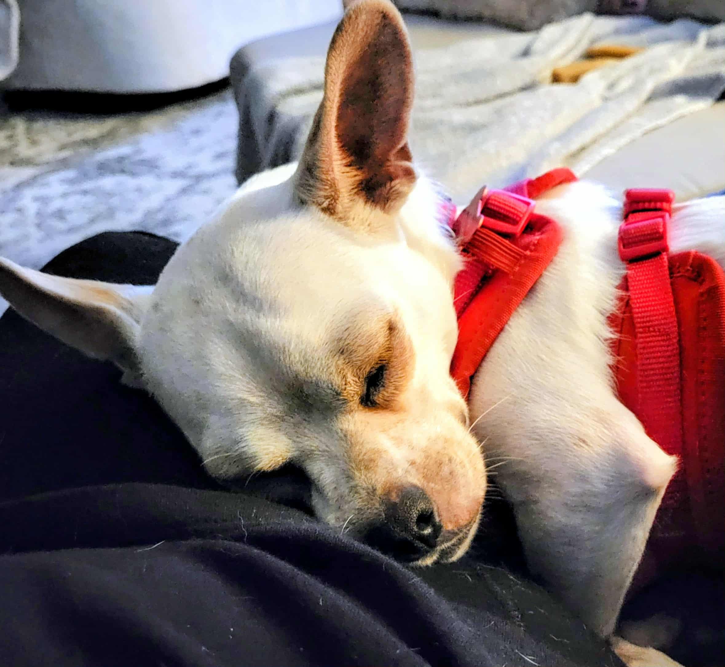 Ashby, a Adoptable Chihuahua in Clayton, NC image 5/6