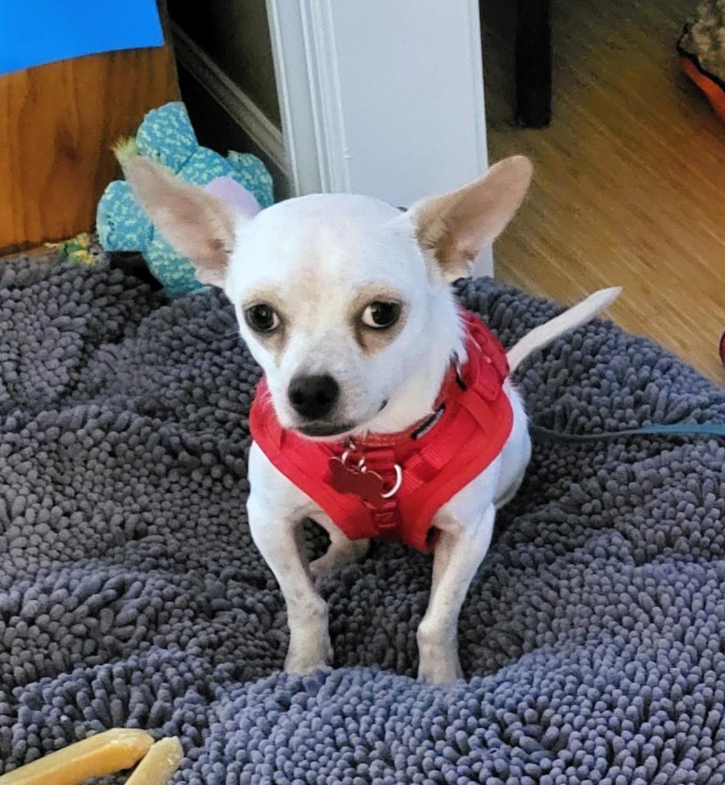 Ashby, a Adoptable Chihuahua in Clayton, NC image 4/6