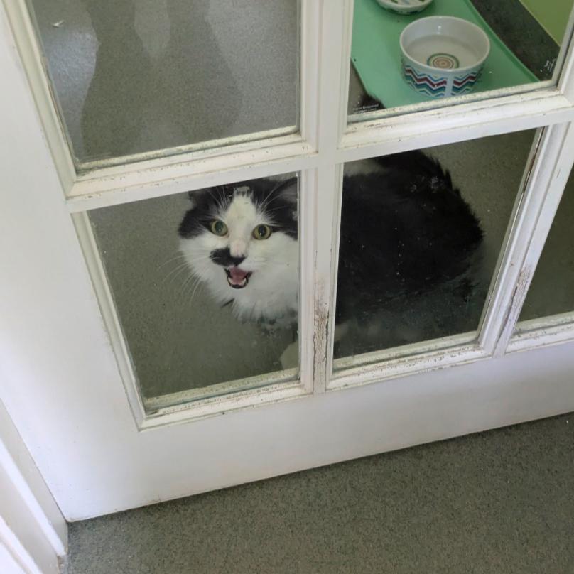 Enlarge Moonie, a Adoptable Domestic Medium Hair in Ashland, MA image 1/4