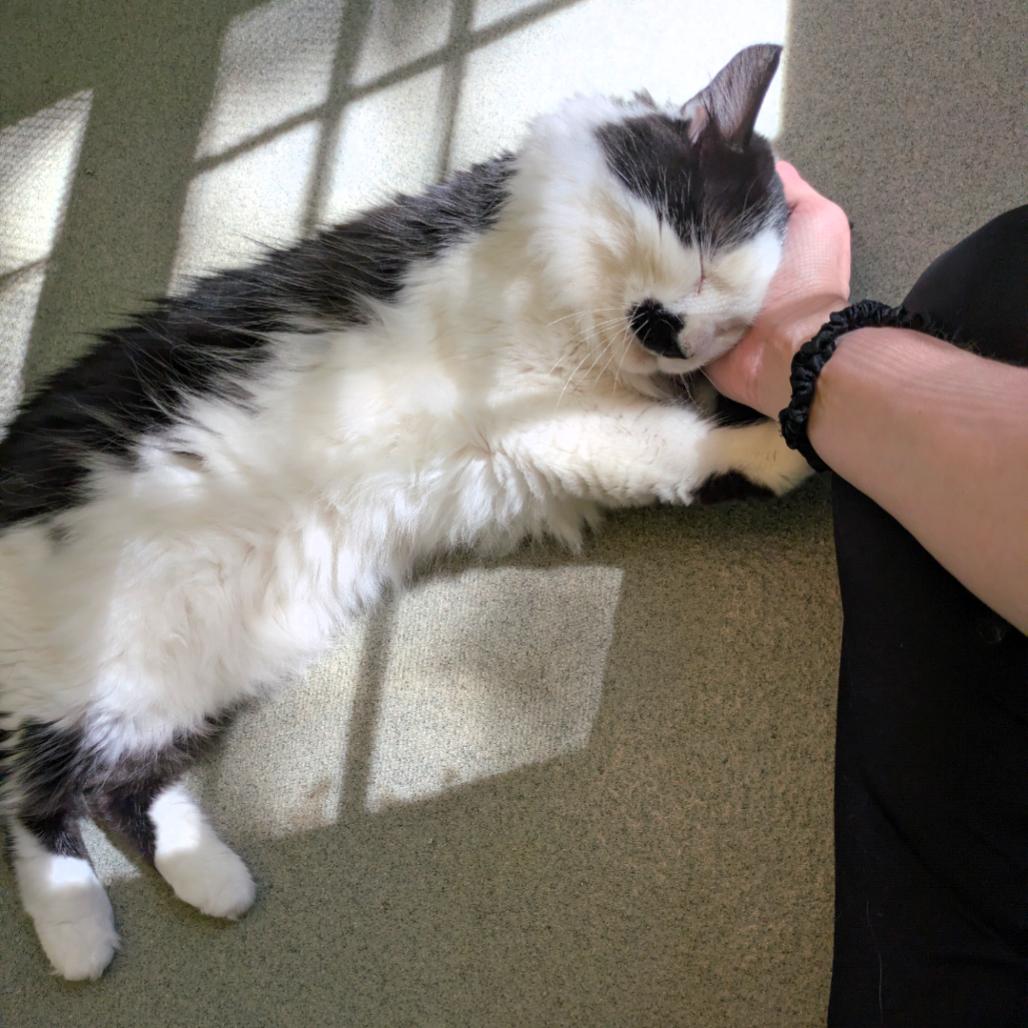 Enlarge Moonie, a Adoptable Domestic Medium Hair in Ashland, MA image 2/4