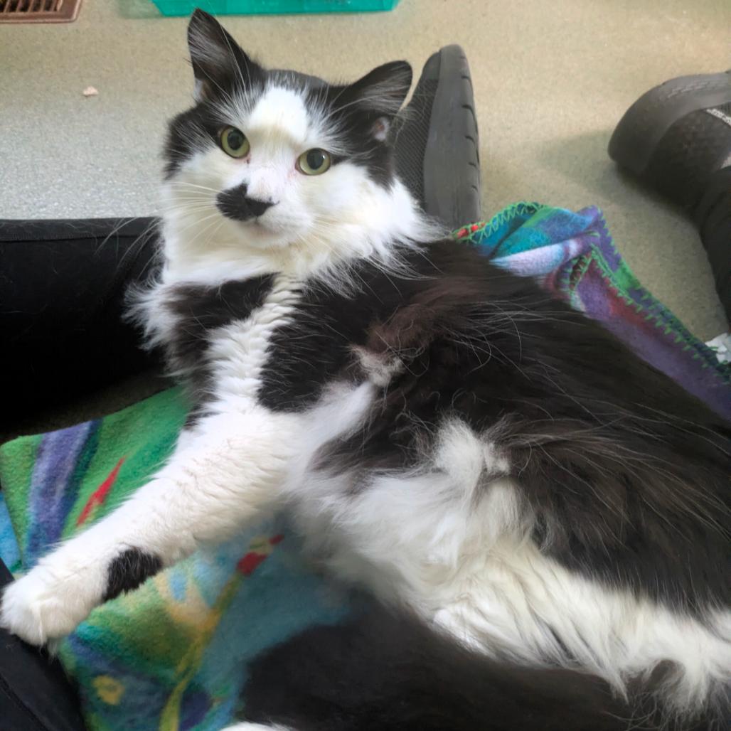 Enlarge Moonie, a Adoptable Domestic Medium Hair in Ashland, MA image 3/4