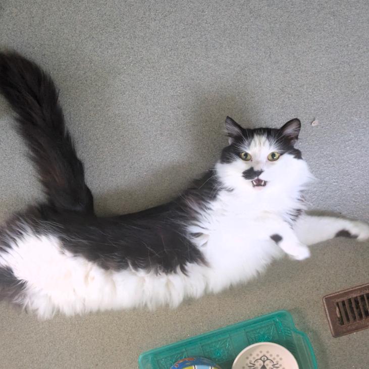 Enlarge Moonie, a Adoptable Domestic Medium Hair in Ashland, MA image 4/4