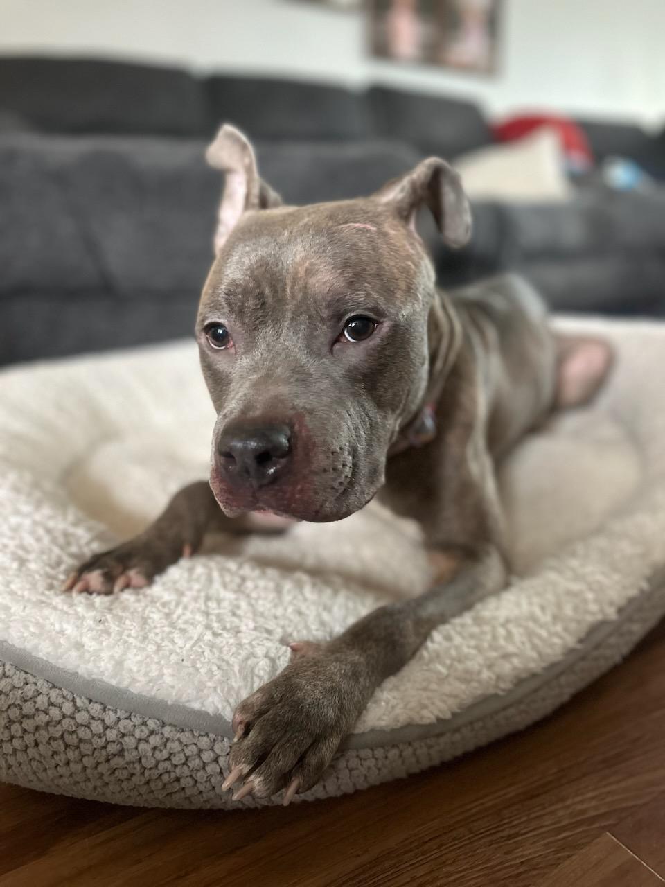 Candy, Adoptable, Young Female Pit Bull Terrier.