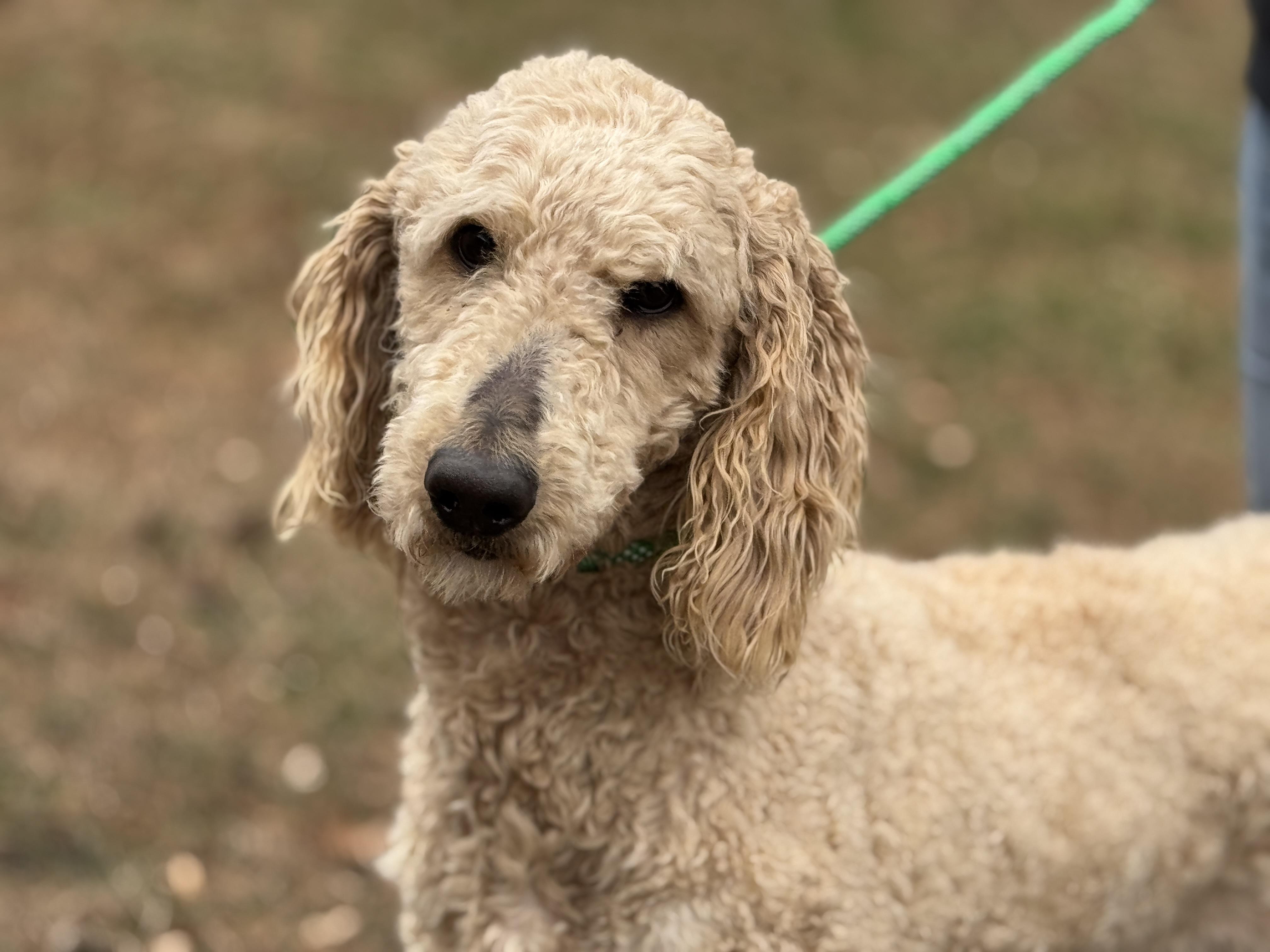 Enlarge Asher, a ADOPTABLE Poodle in Richmond, VA image 6/6