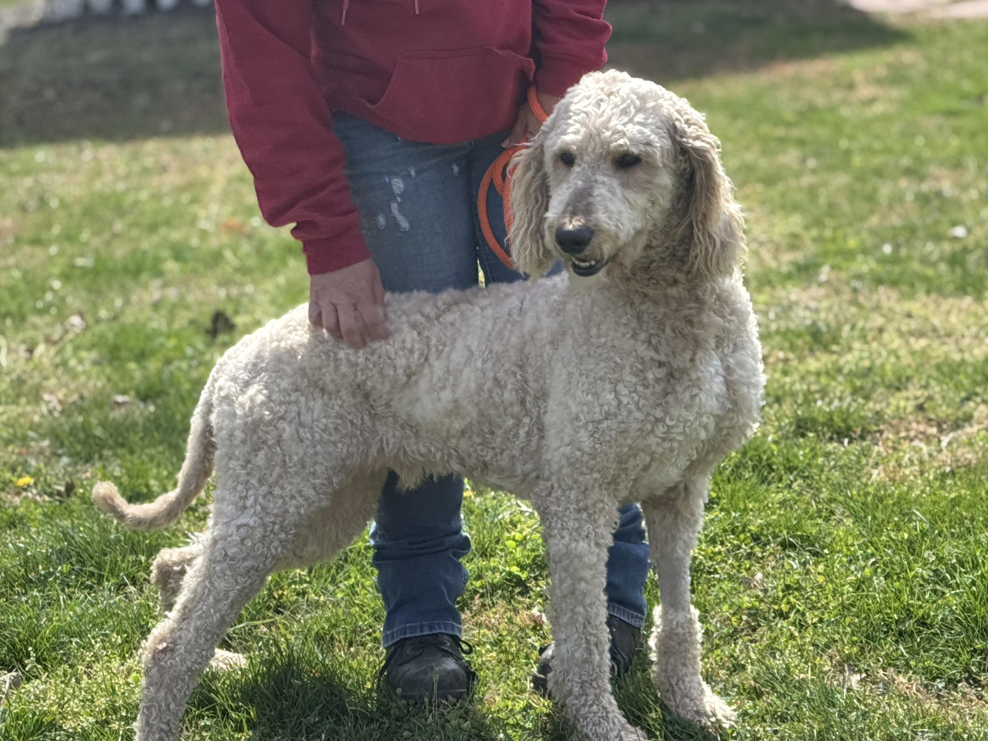 Enlarge Asher, a ADOPTABLE Poodle in Richmond, VA image 5/6