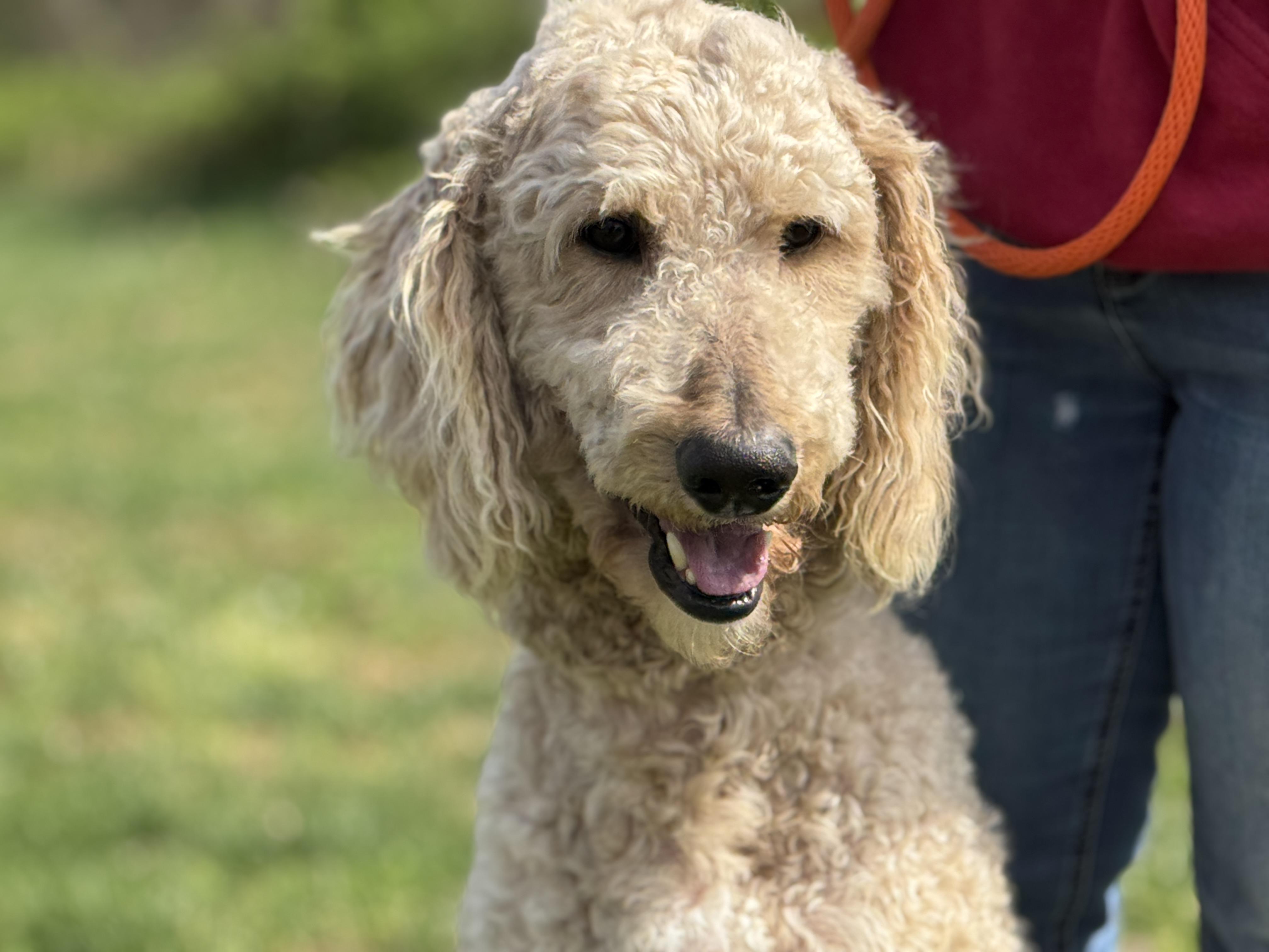 Enlarge Asher, a ADOPTABLE Poodle in Richmond, VA image 2/6