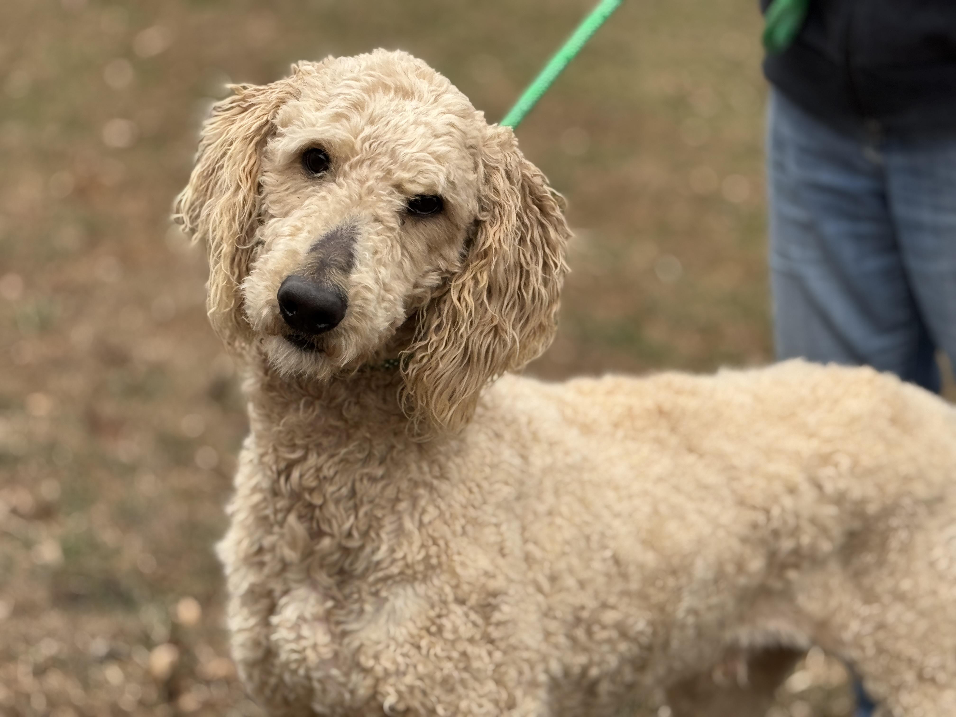 Enlarge Asher, a ADOPTABLE Poodle in Richmond, VA image 3/6
