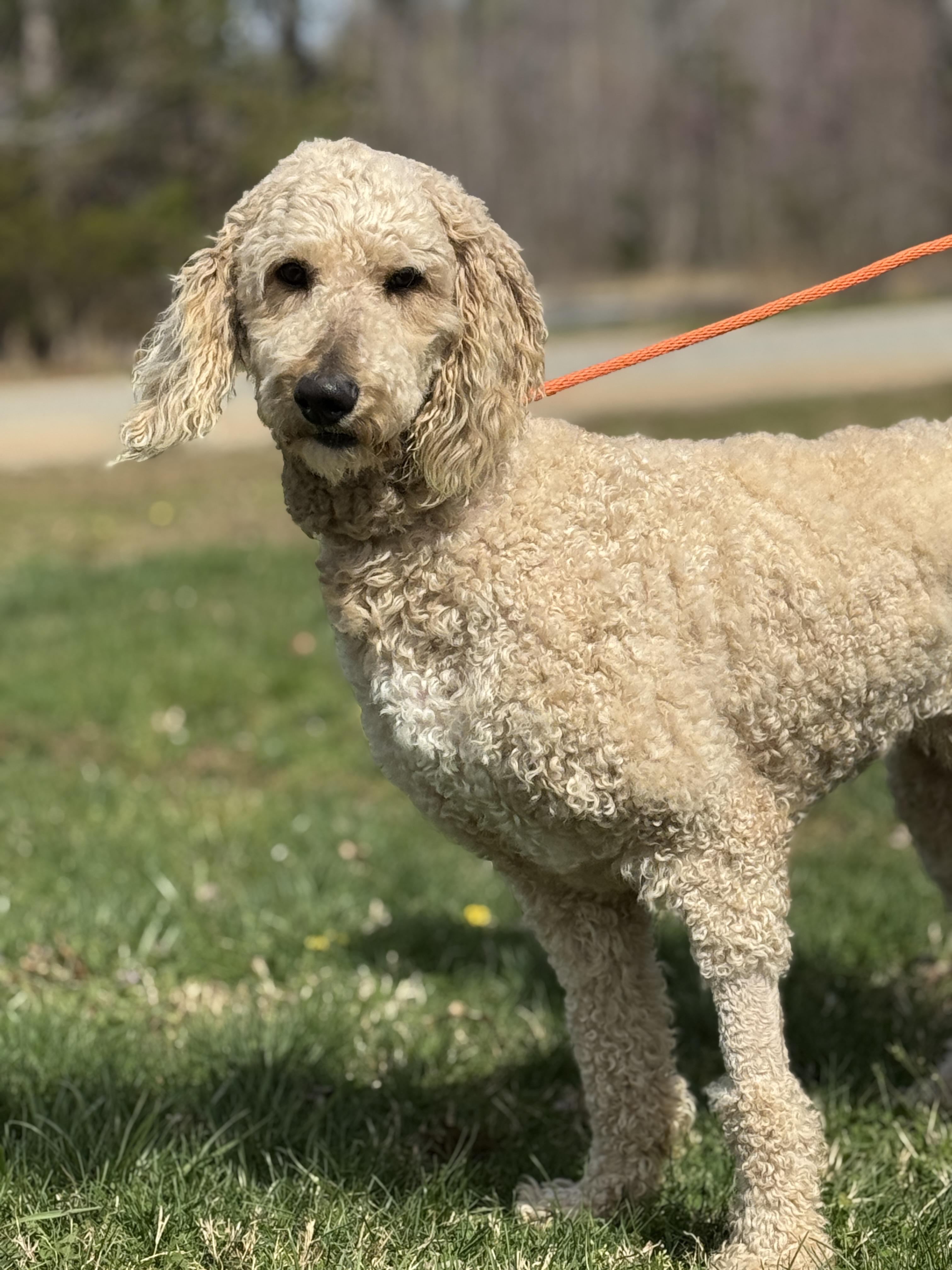 Enlarge Asher, a ADOPTABLE Poodle in Richmond, VA image 4/6