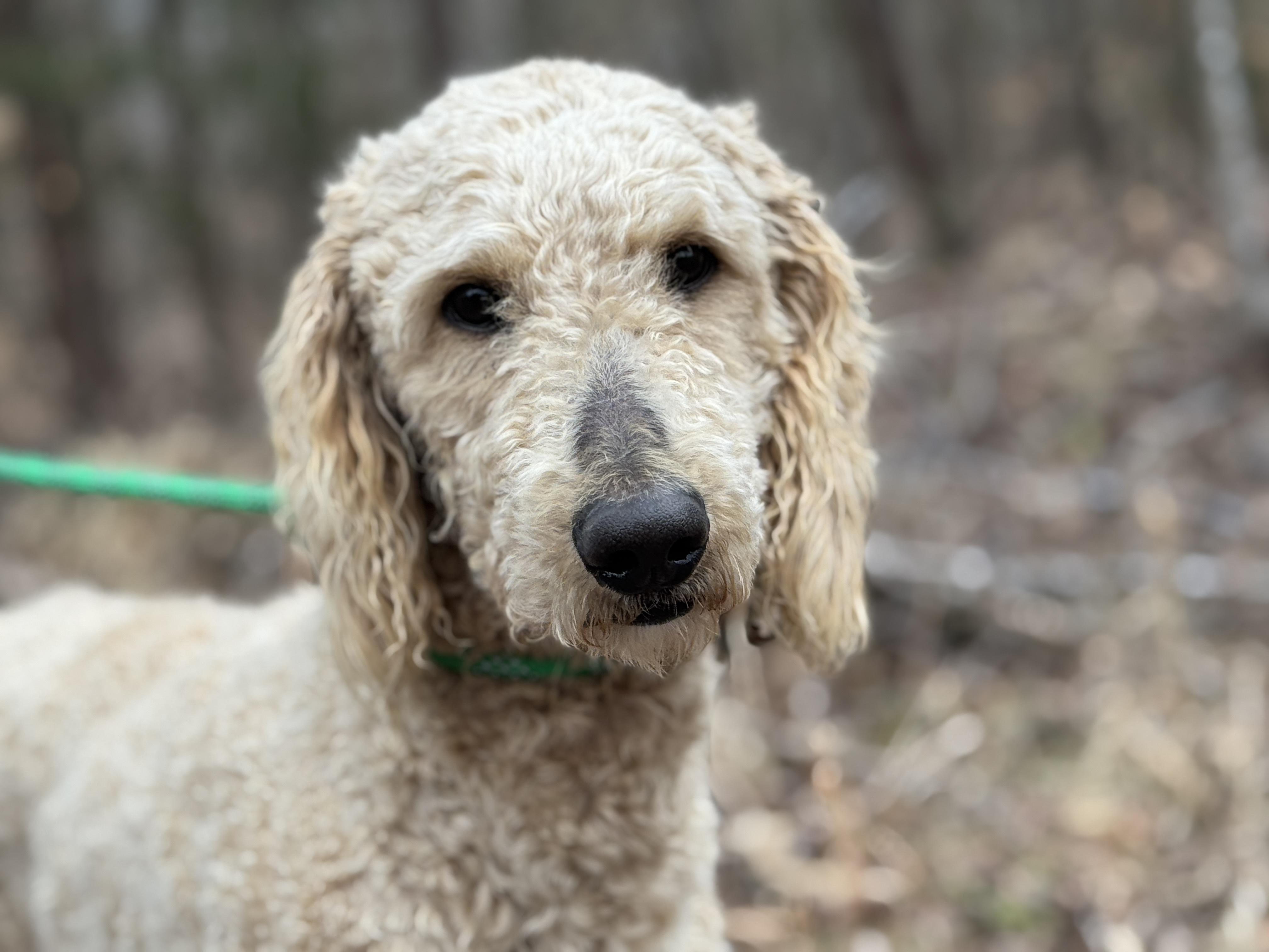 Enlarge Asher, a ADOPTABLE Poodle in Richmond, VA image 4/6