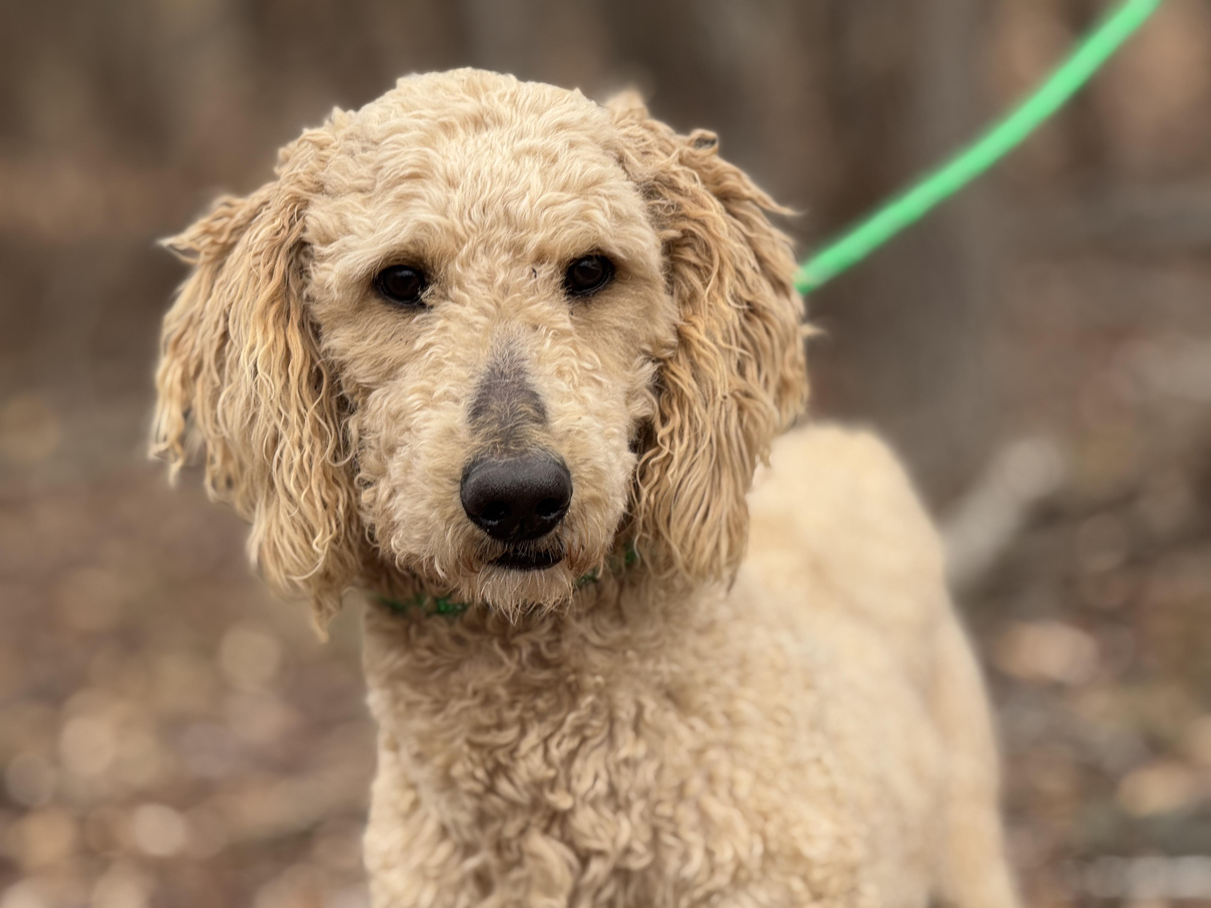 Enlarge Asher, a ADOPTABLE Poodle in Richmond, VA image 1/6