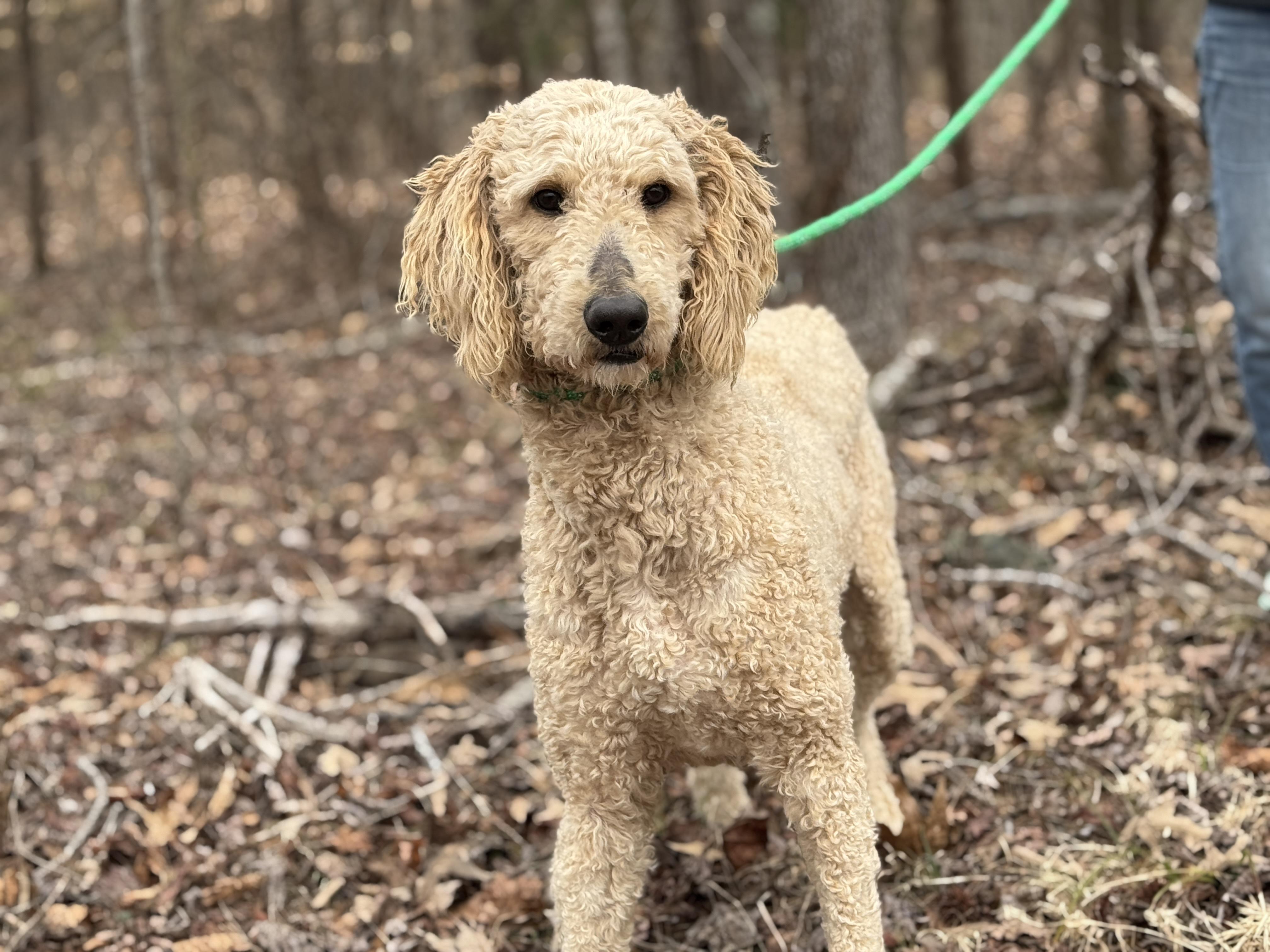 Enlarge Asher, a ADOPTABLE Poodle in Richmond, VA image 5/6