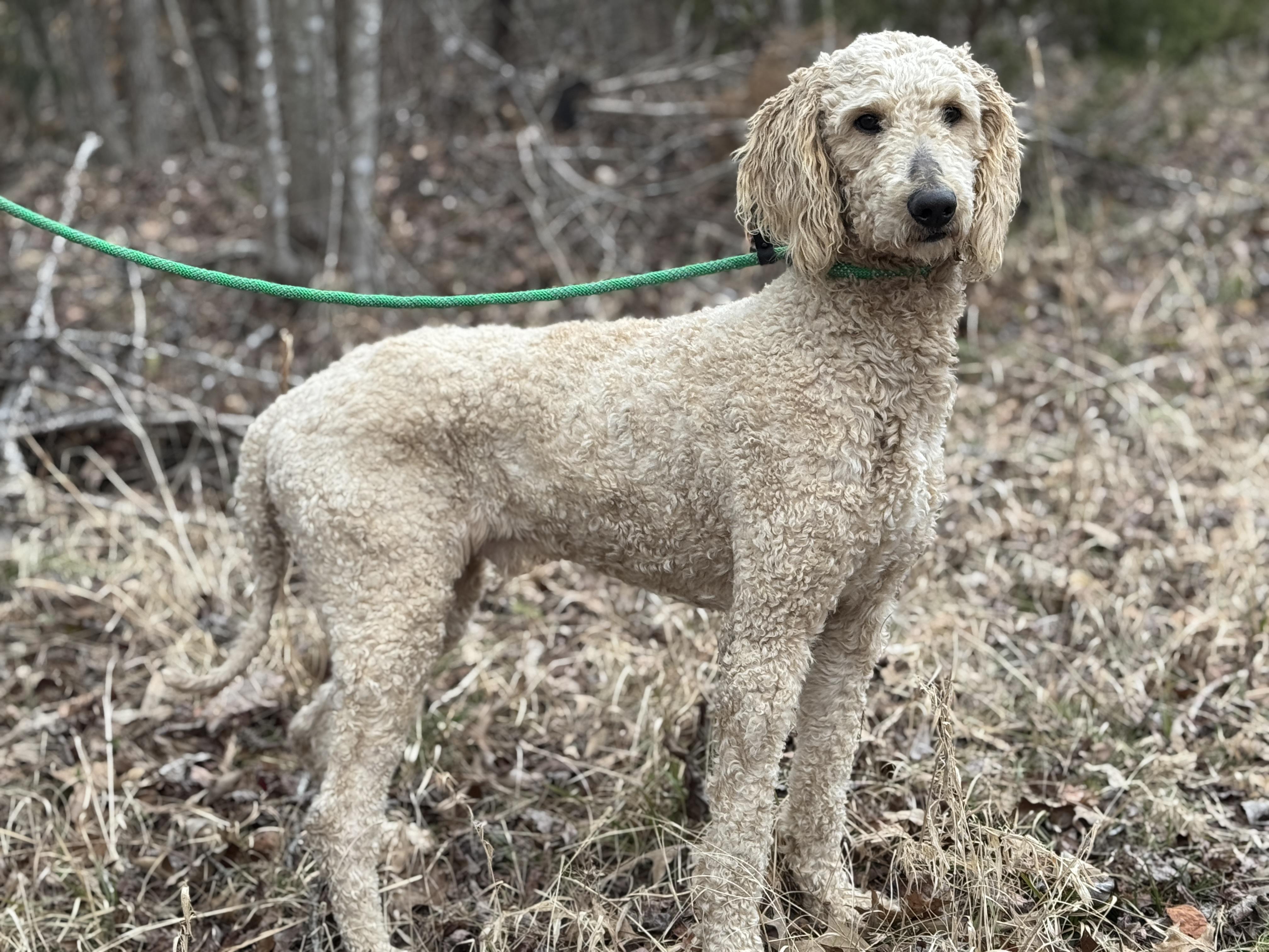 Enlarge Asher, a ADOPTABLE Poodle in Richmond, VA image 2/6
