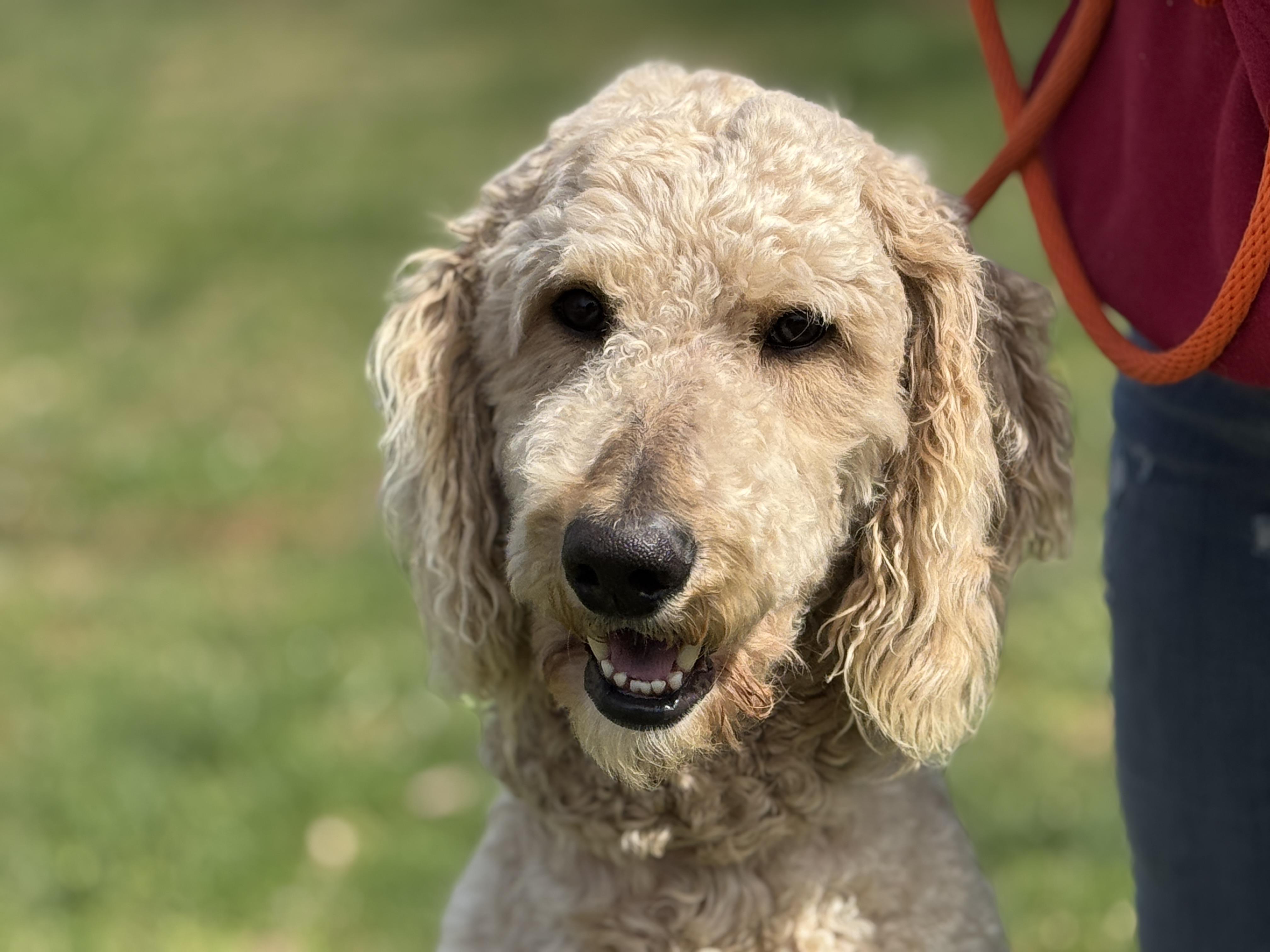 Asher, ADOPTABLE, Adult Male Poodle.
