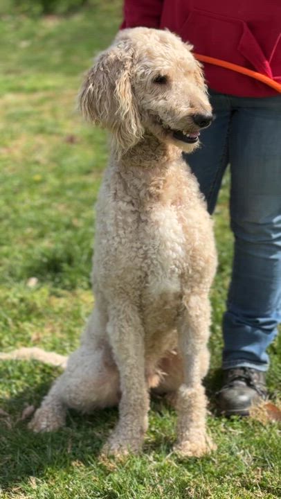 Enlarge Asher, a ADOPTABLE Poodle in Richmond, VA video 6/6