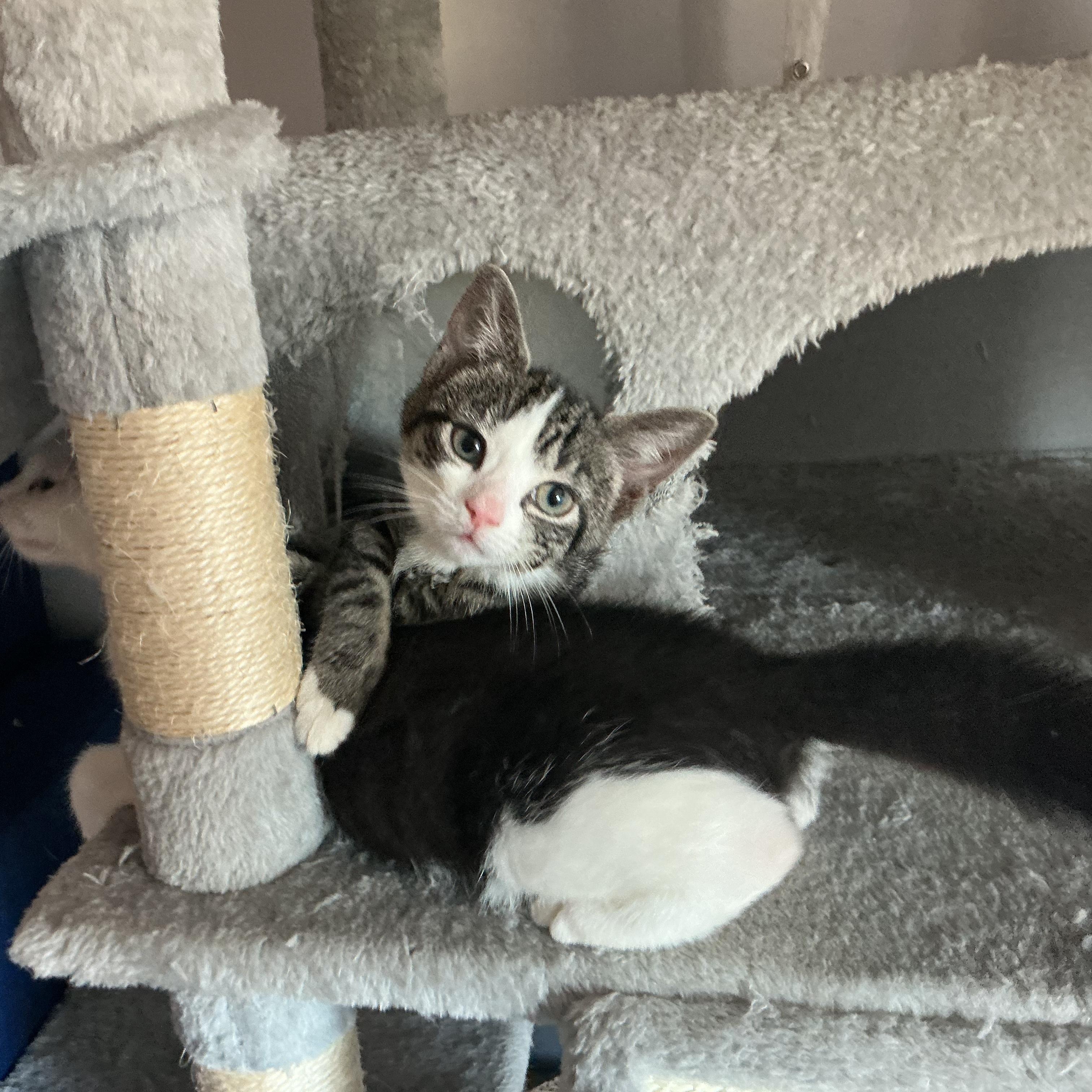 Enlarge Soba & Some, a ADOPTABLE Domestic Short Hair in Waltham, MA image 2/3