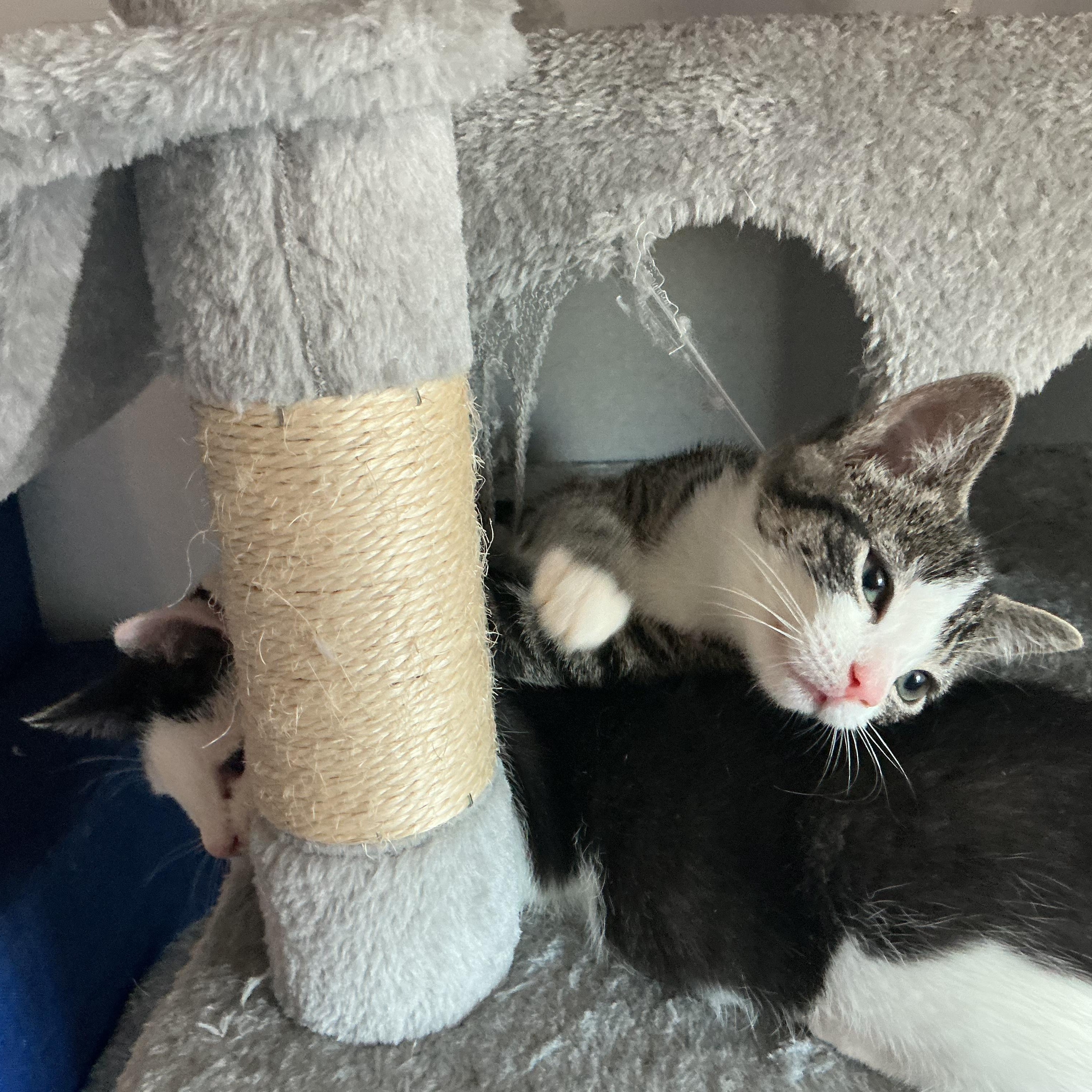 Enlarge Soba & Some, a ADOPTABLE Domestic Short Hair in Waltham, MA image 3/3