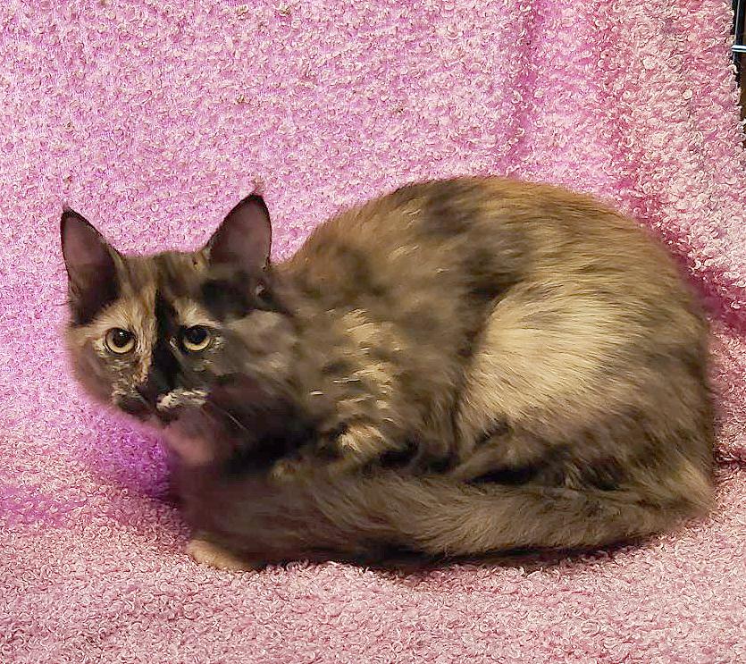 Enlarge Ripple (Courtesy Post), a Adoptable Tortoiseshell in Parkville, MO image 4/6