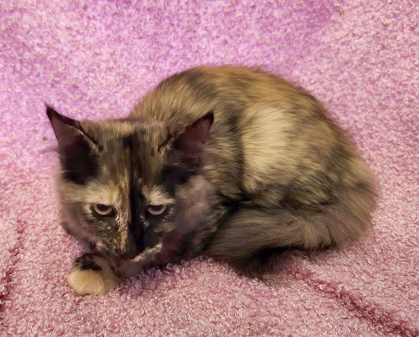 Enlarge Ripple (Courtesy Post), a Adoptable Tortoiseshell in Parkville, MO image 5/6