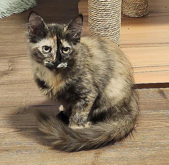 Enlarge Ripple (Courtesy Post), a Adoptable Tortoiseshell in Parkville, MO image 1/6