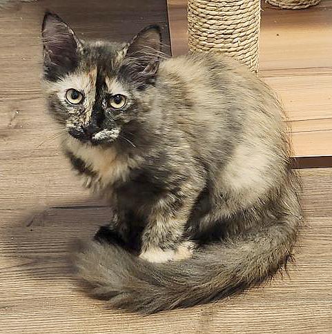 Enlarge Ripple (Courtesy Post), a Adoptable Tortoiseshell in Parkville, MO image 6/6