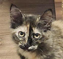 Enlarge Ripple (Courtesy Post), a Adoptable Tortoiseshell in Parkville, MO image 2/6