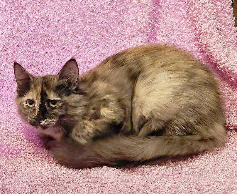 Enlarge Ripple (Courtesy Post), a Adoptable Tortoiseshell in Parkville, MO image 3/6