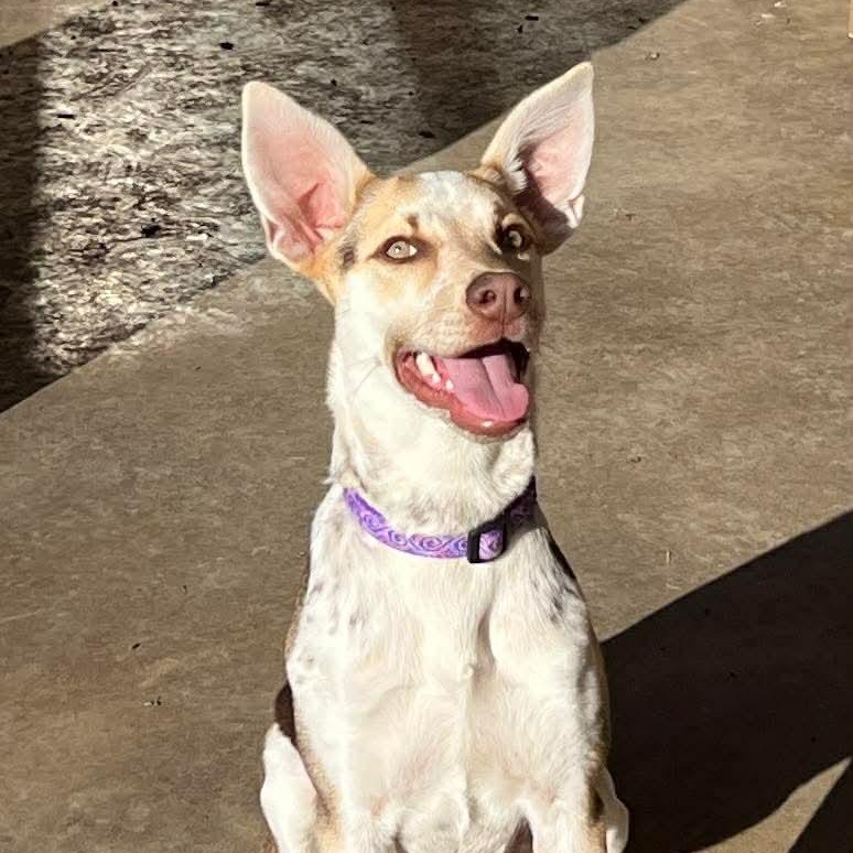 Bunny — thumbnail 3