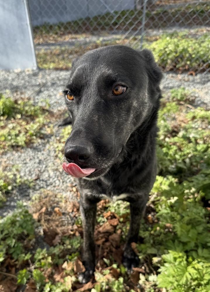 Whittaker, a Adoptable mixed breed in Boston, MA image 1/6