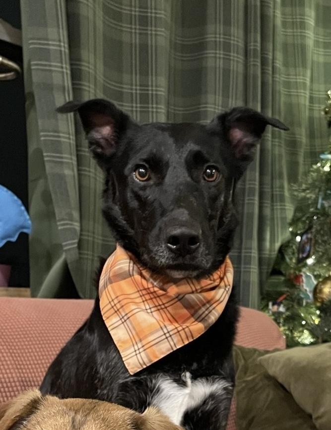 Whittaker, a Adoptable mixed breed in Boston, MA image 2/6