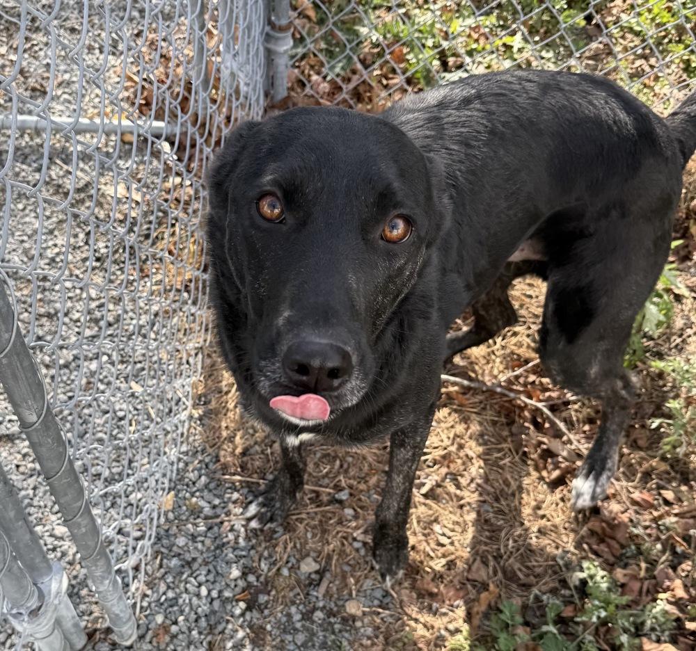 Whittaker, Adoptable, Adult Male Shepherd.
