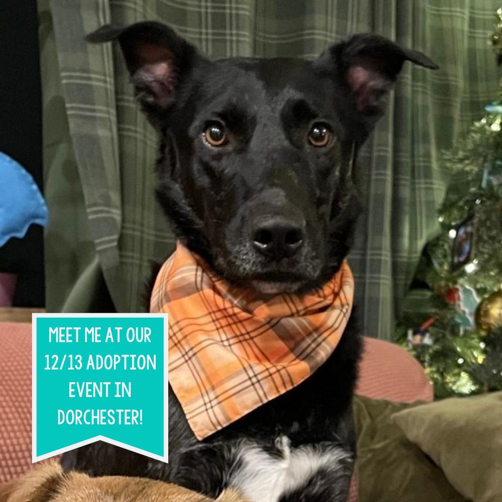 Whittaker, a Adoptable mixed breed in Boston, MA image 2/6