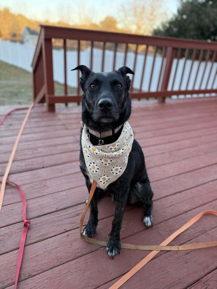 Enlarge Whittaker, a Adoptable mixed breed in Boston, MA image 2/6