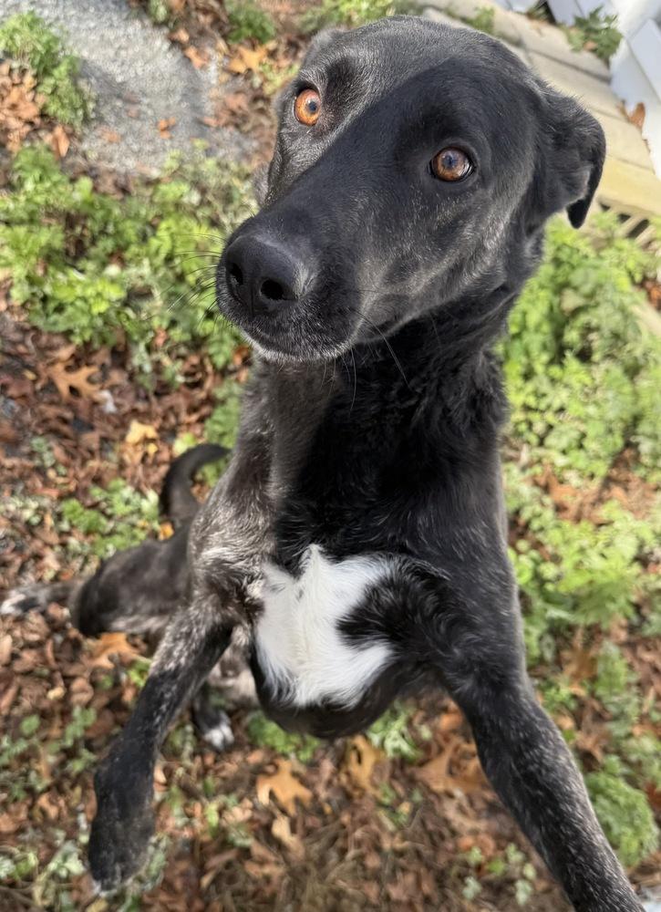 Whittaker, a Adoptable mixed breed in Boston, MA image 4/6