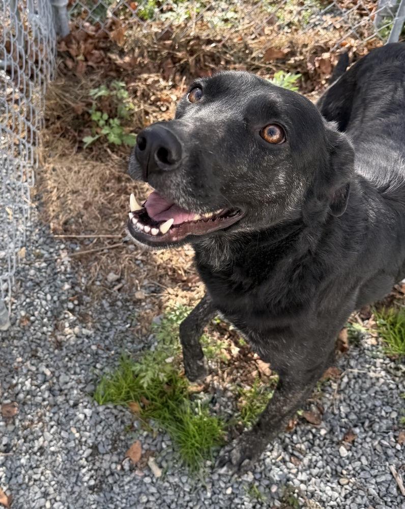 Whittaker, a Adoptable mixed breed in Boston, MA image 5/6