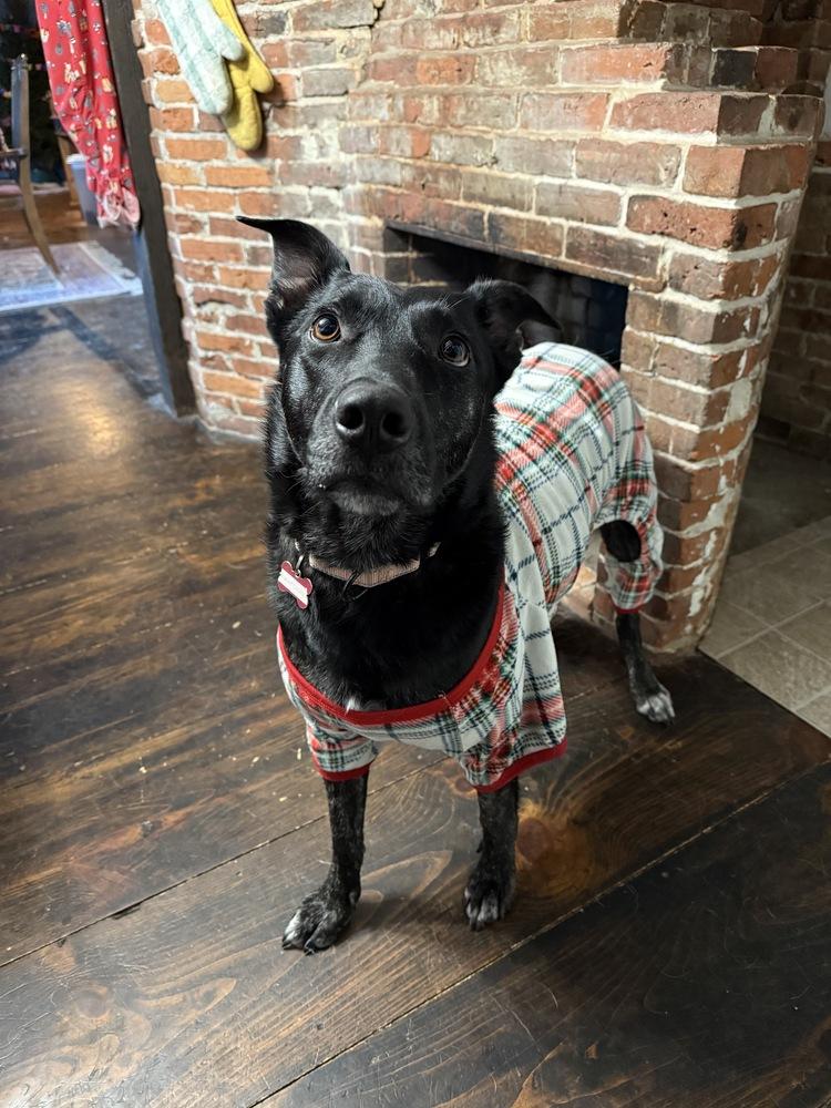 Enlarge Whittaker, a Adoptable mixed breed in Boston, MA image 5/6