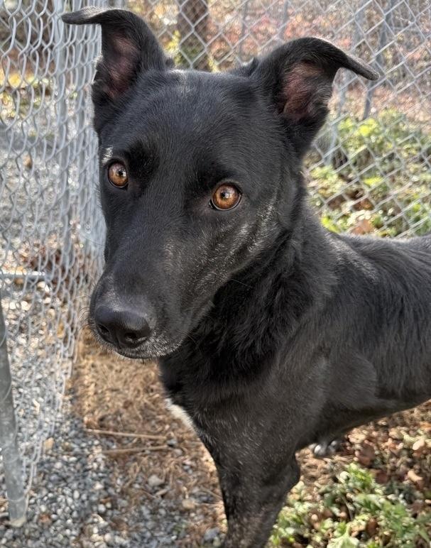 Whittaker, a Adoptable mixed breed in Boston, MA image 6/6