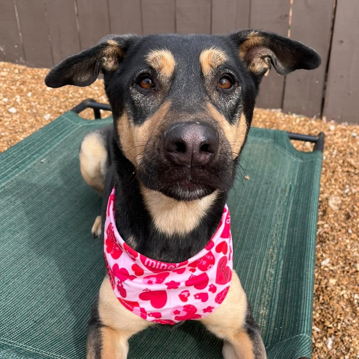 Casey, Adoptable, Adult Female Shepherd.