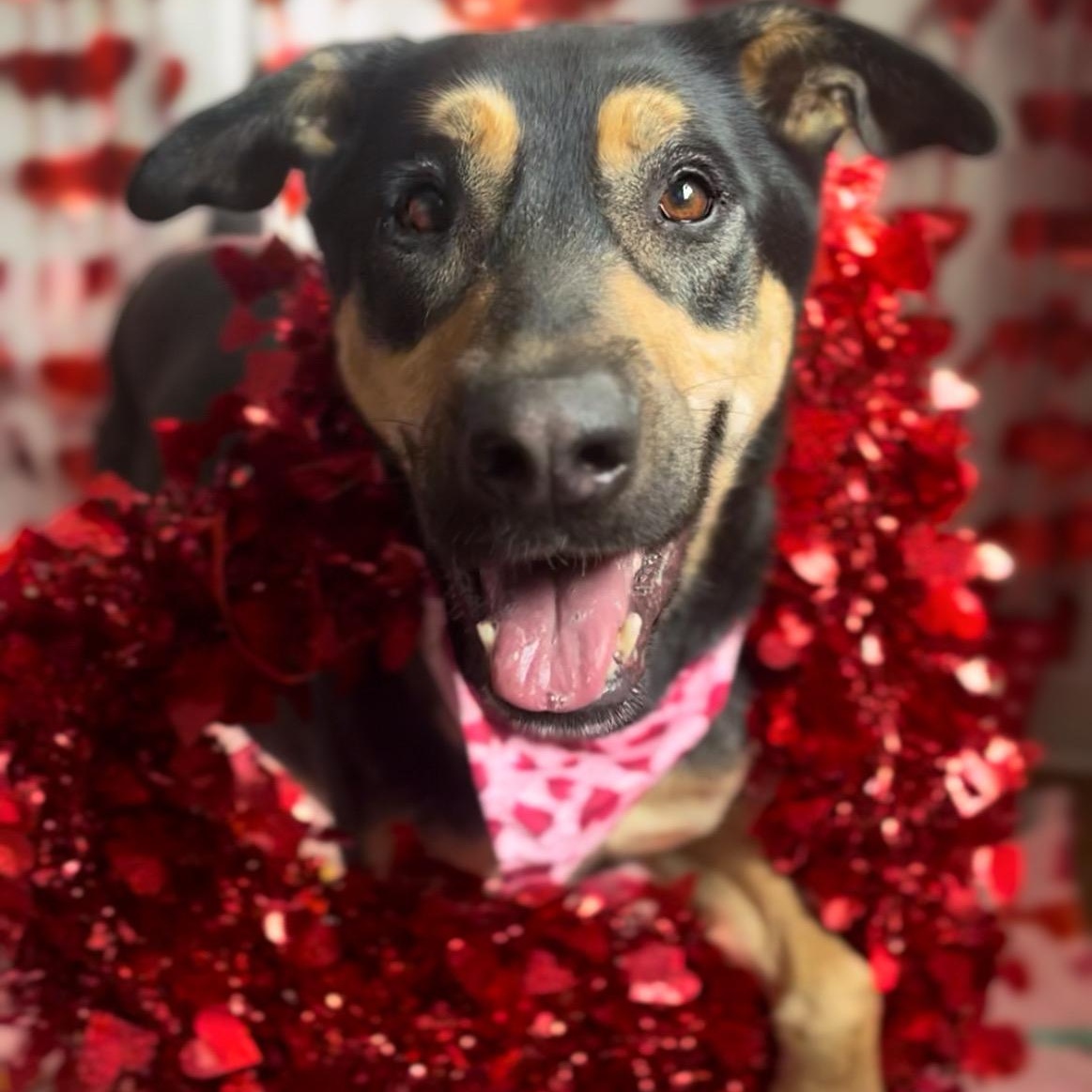 Enlarge Casey, a Adoptable mixed breed in House Springs, MO image 1/6