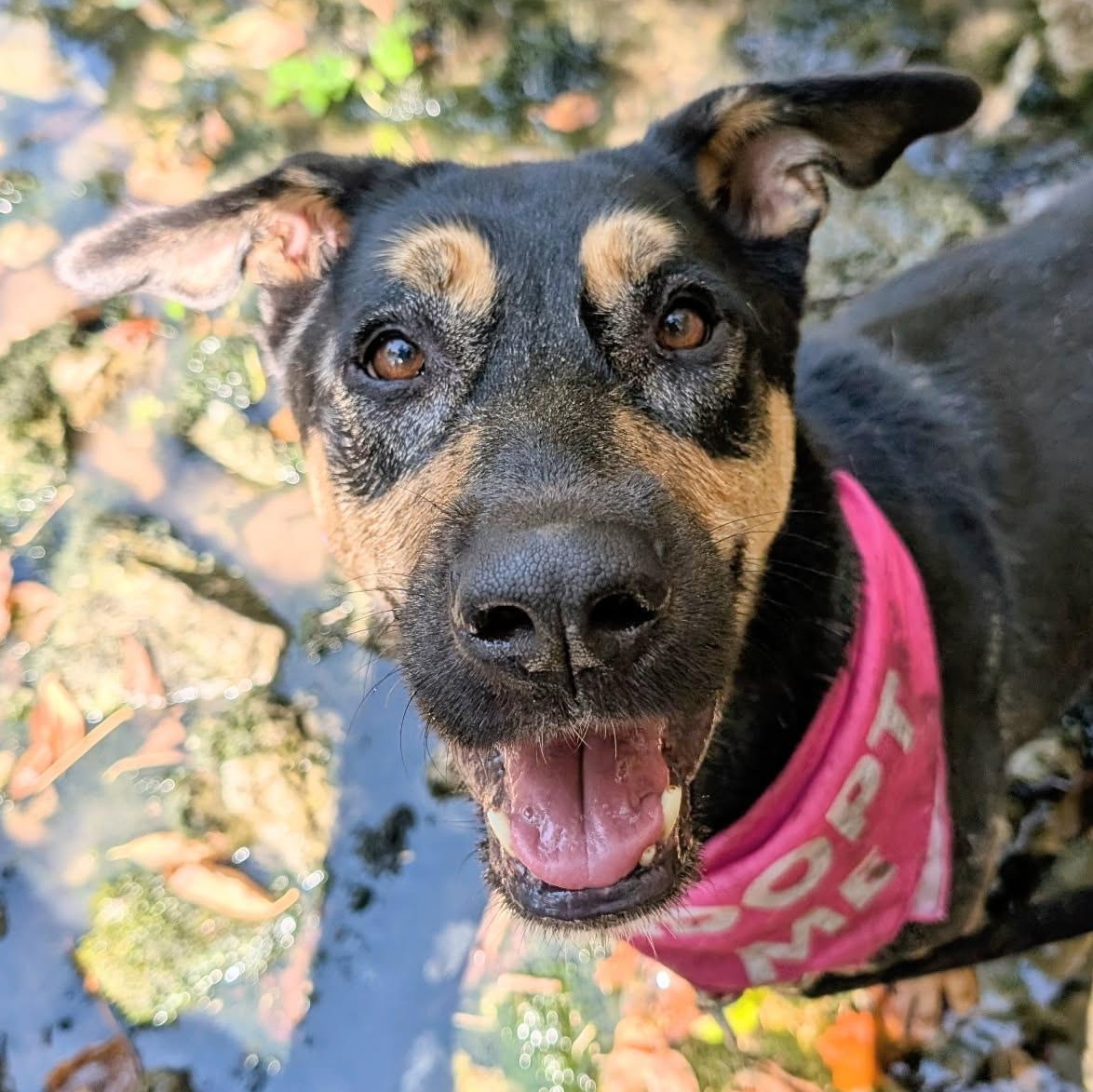 Casey, a Adoptable mixed breed in House Springs, MO image 2/5