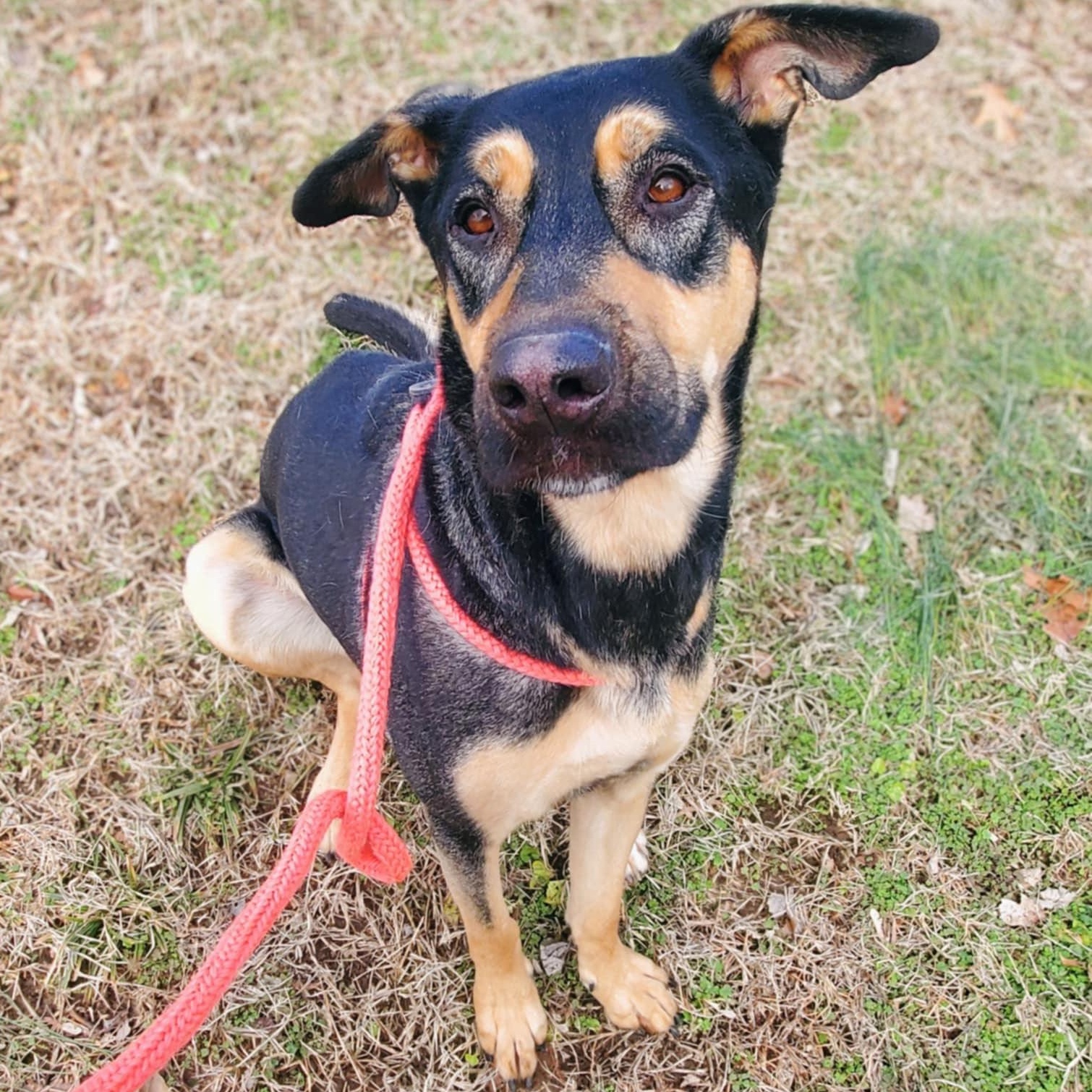Casey, Adoptable, Senior Female Shepherd.