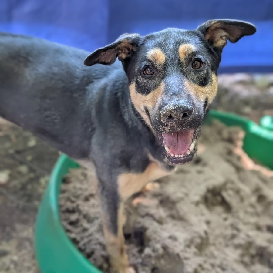 Casey, a Adoptable mixed breed in House Springs, MO image 4/5