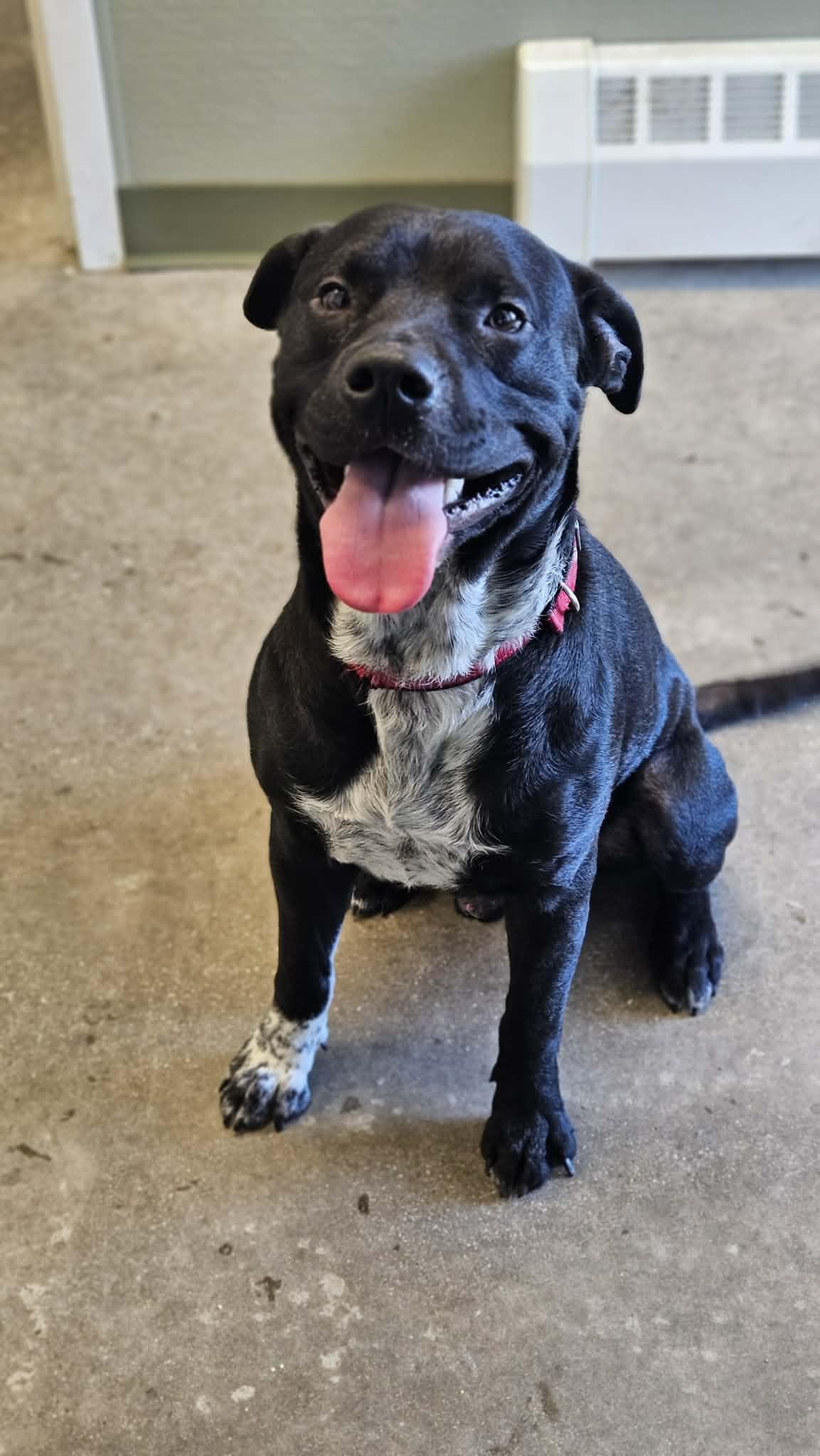 Enlarge Onyx, a ADOPTABLE mixed breed in Windsor, CT image 2/6