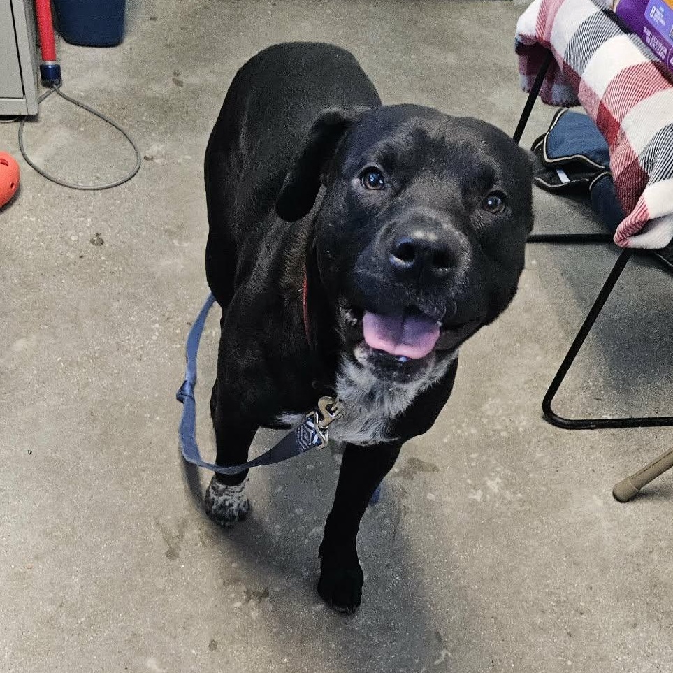 Enlarge Onyx, a ADOPTABLE mixed breed in Windsor, CT image 4/6