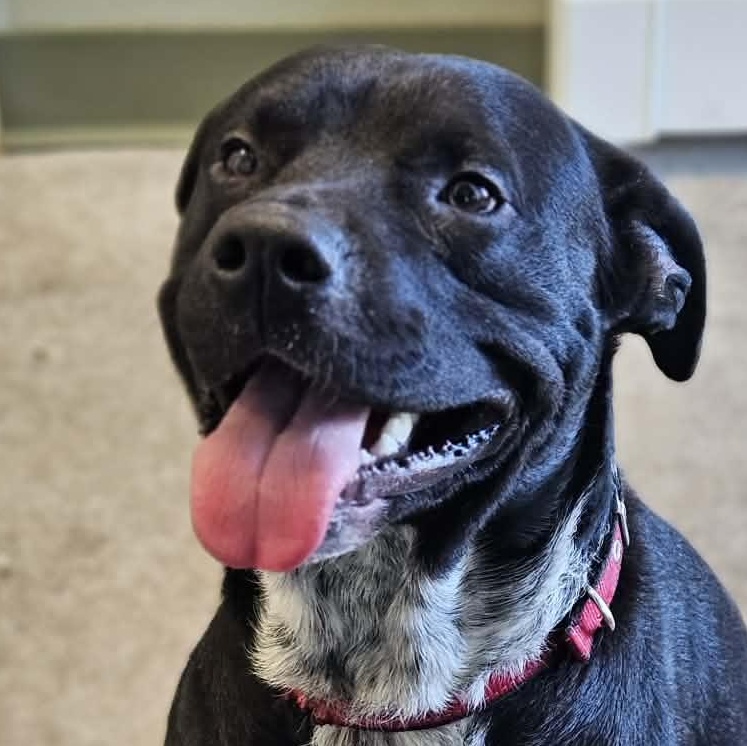 Onyx, ADOPTABLE, Adult Male Labrador Retriever & American Staffordshire Terrier.