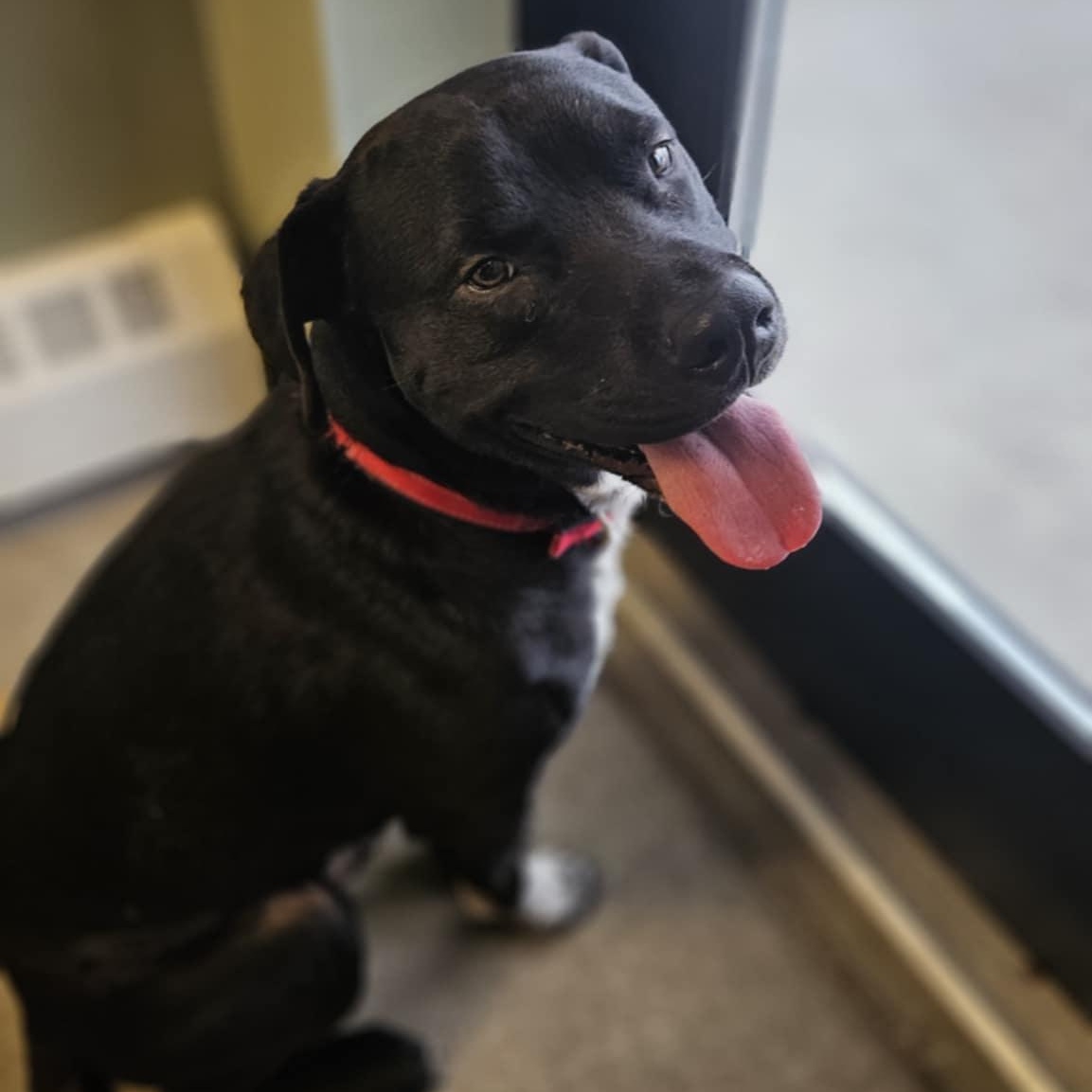 Enlarge Onyx, a ADOPTABLE mixed breed in Windsor, CT image 3/6