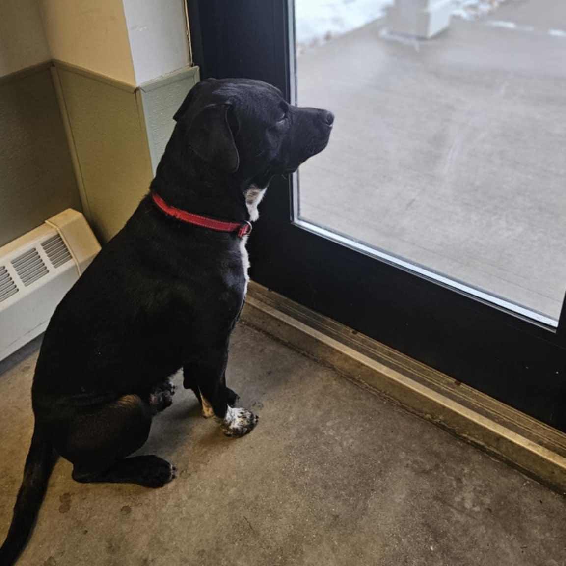 Enlarge Onyx, a ADOPTABLE mixed breed in Windsor, CT image 5/6