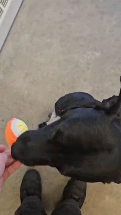 Enlarge Onyx, a ADOPTABLE mixed breed in Windsor, CT video 6/6